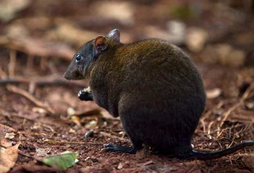 בית מלון כפרי Rose Gums Wilderness Retreat