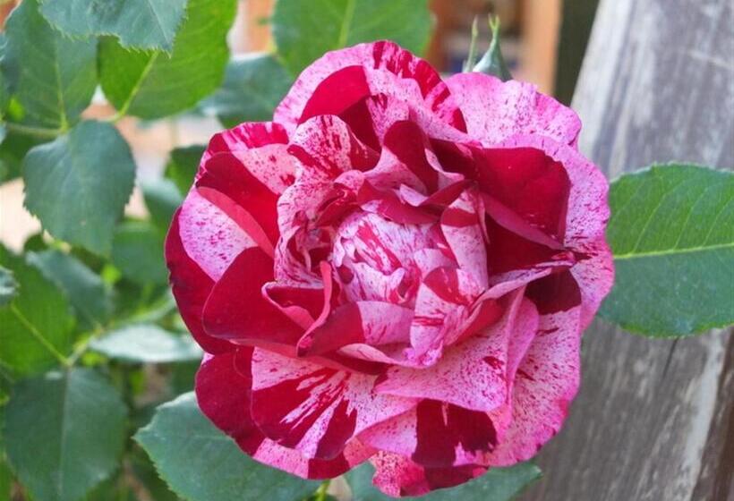 Anatolia Cave Hotel Pension