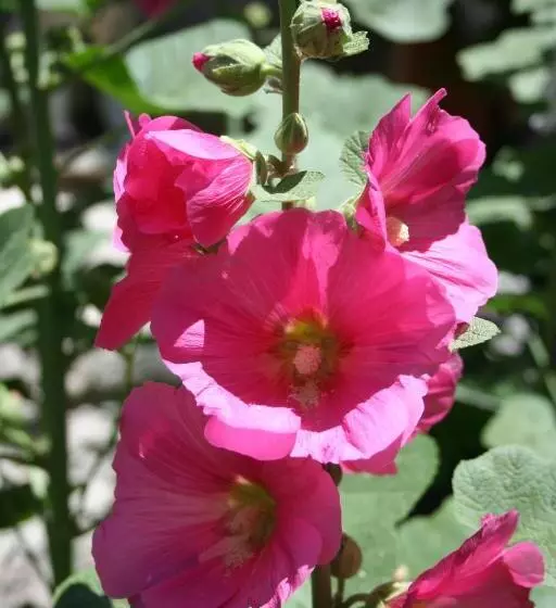 Anatolia Cave Hotel Pension