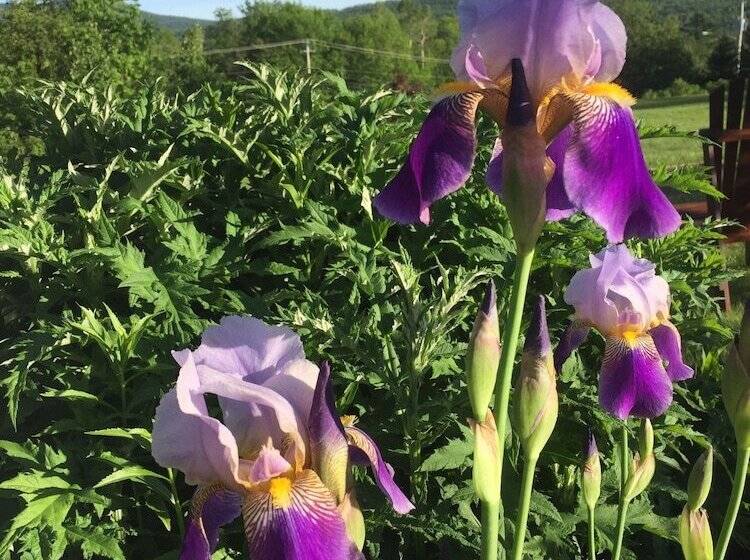 בית מלון כפרי The Vermont Inn