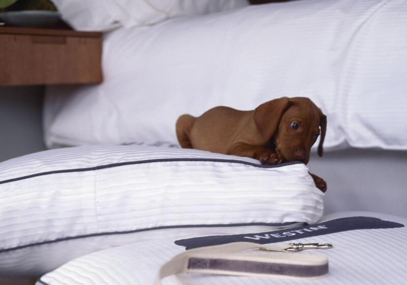 Otel The Westin Guadalajara