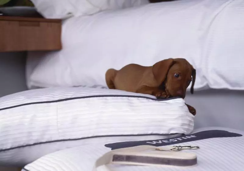 酒店 The Westin Guadalajara