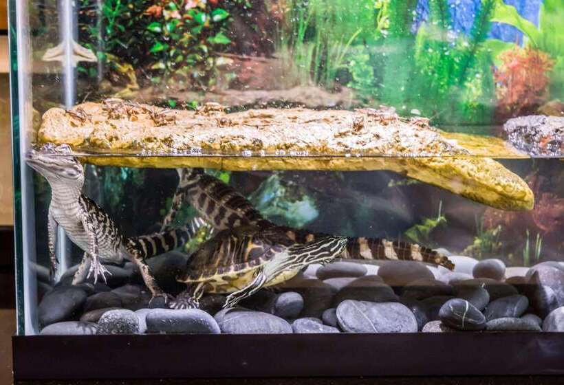 酒店 Comfort Suites Palm Bay  Melbourne