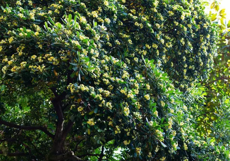 Gourmet B&b Villa Landucci