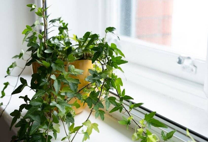 High Street Town House