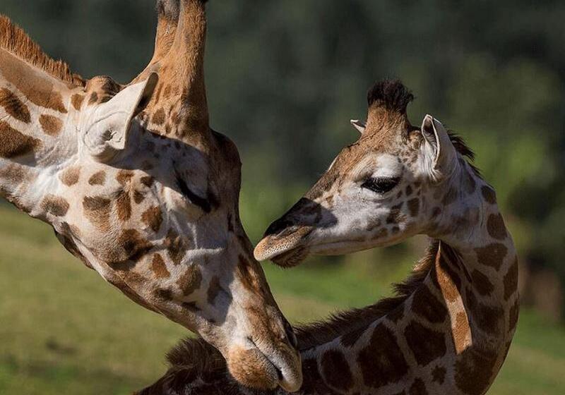 فندق Courtyard San Diego Airport/liberty Station