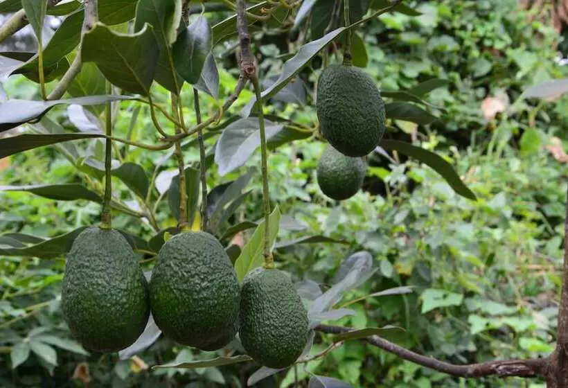 호텔 Neptune Ngorongoro Luxury Lodge All Inclusive