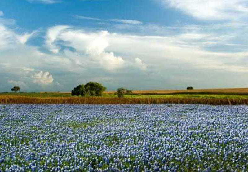 Отель Courtyard Marriott Houston Pearland