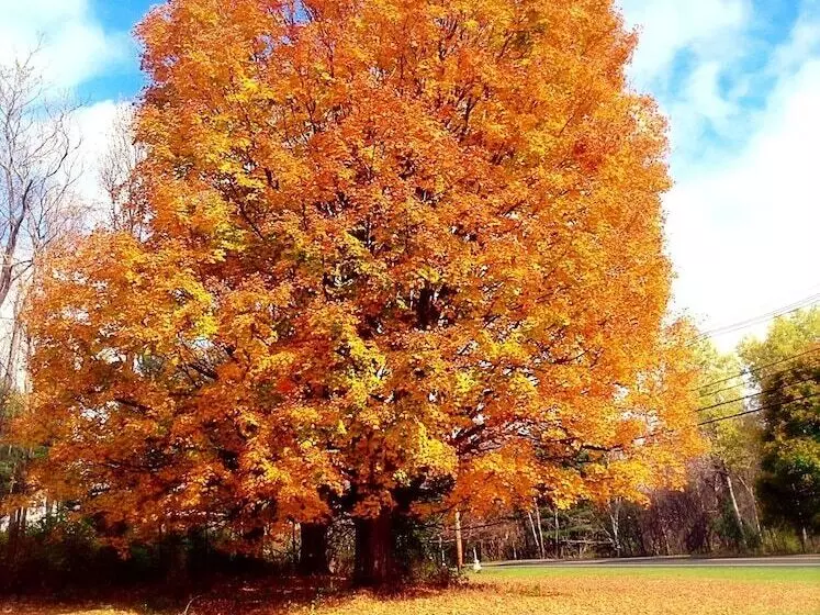 בית מלון כפרי Starlight Inn