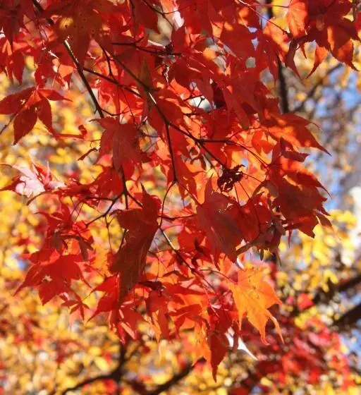 Отель Villa Soleil