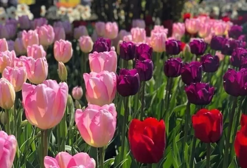 汽车旅馆  Auld Holland Inn