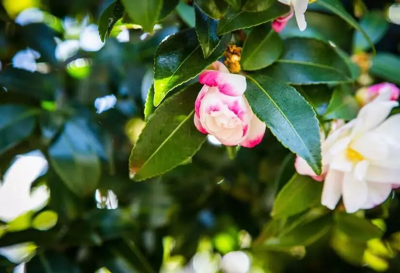 Whispering Pines Cottages