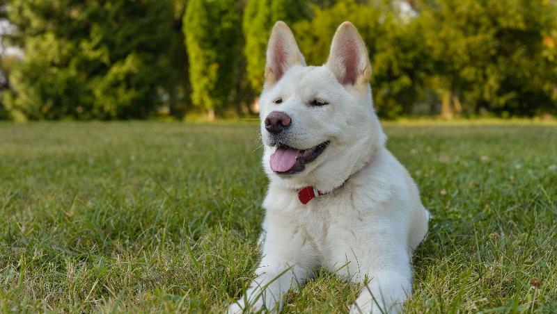 בית מלון כפרי American Inn And Suites Childress