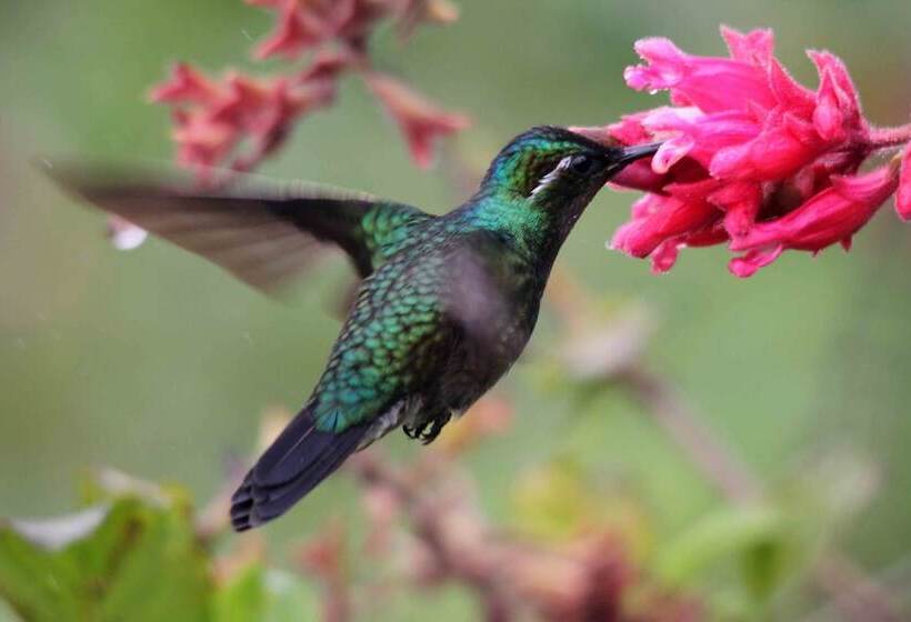 Отель Poas Volcano Lodge