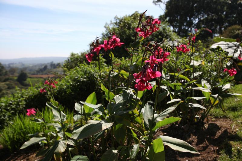Отель Poas Volcano Lodge