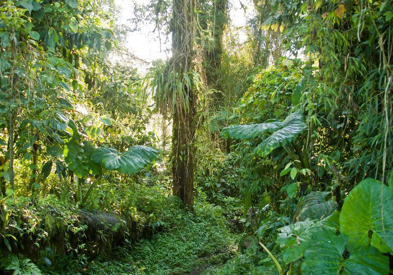 Отель Poas Volcano Lodge