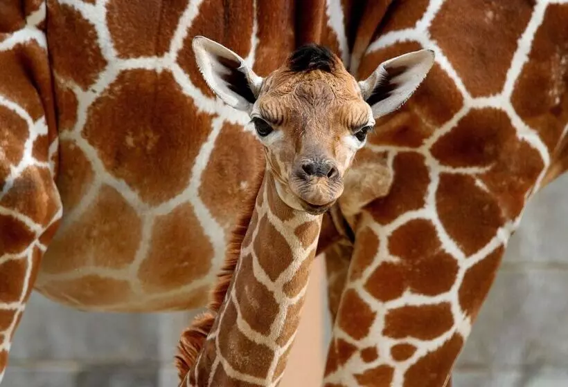 Staybridge Suites Midvale, An Ihg