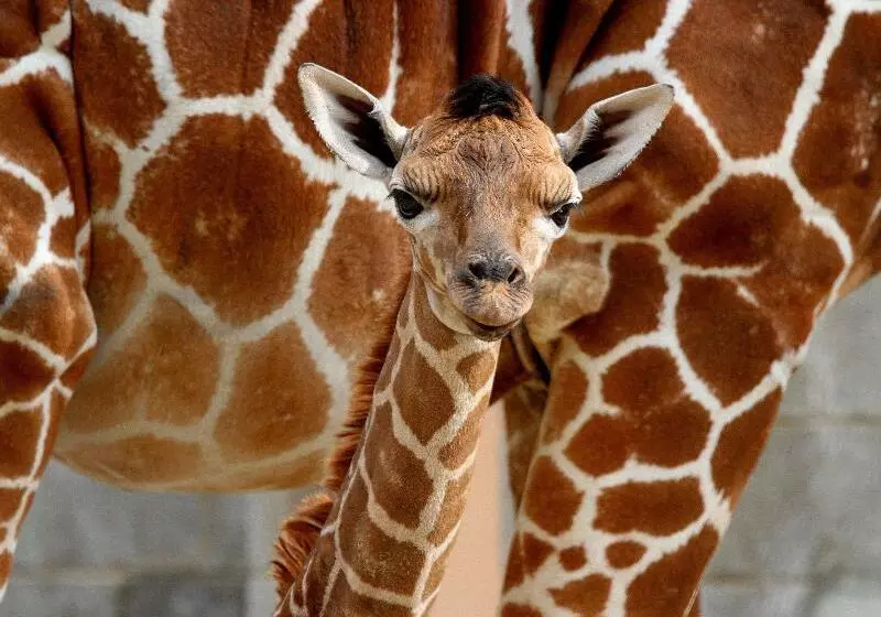 Staybridge Suites Midvale, An Ihg