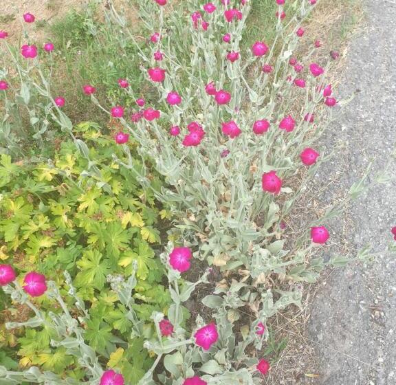 Bed and Breakfast Antica Casa Occitana