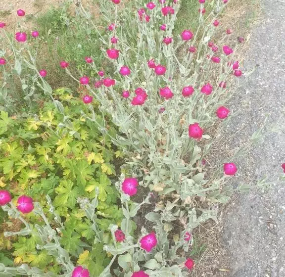 Aamiaismajoitus (B&B) Antica Casa Occitana