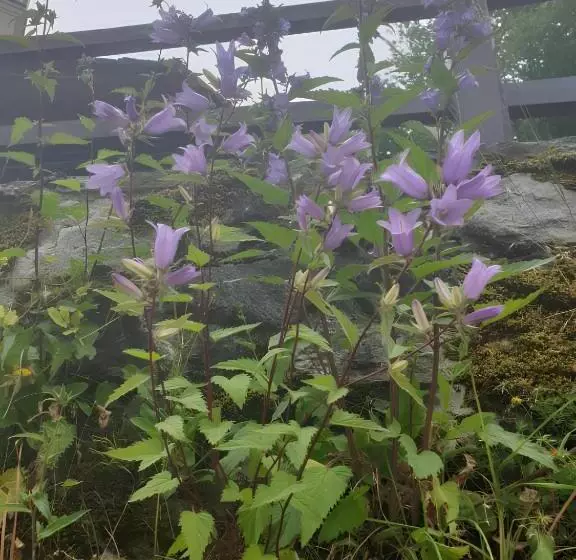 Aamiaismajoitus (B&B) Antica Casa Occitana