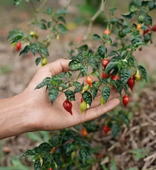 هتل Kantu Garden Lodge