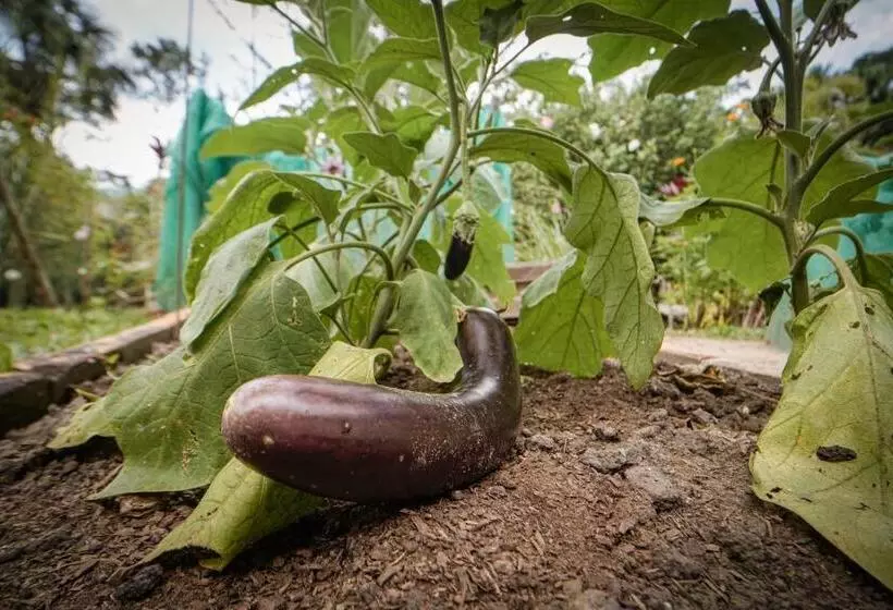 هتل Kantu Garden Lodge