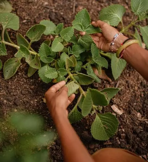 هتل Kantu Garden Lodge