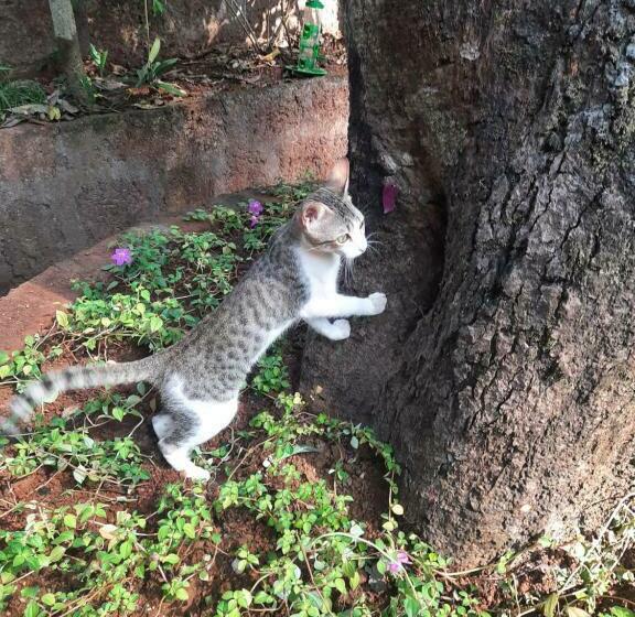 Triskelion Bed And Breakfast, Family Home Stay By Joshi Brothers