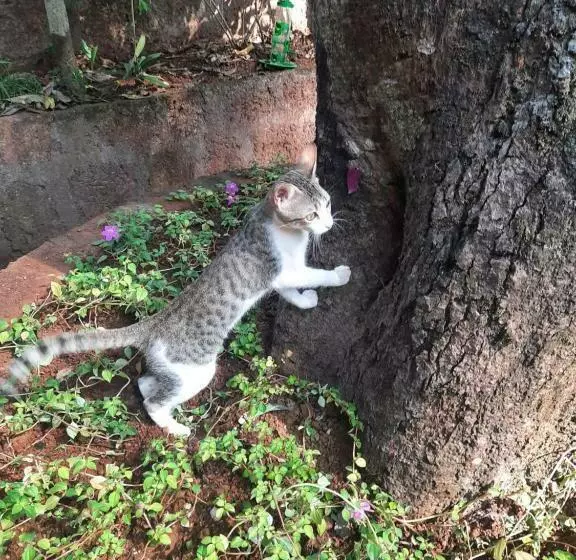 Triskelion   Bed And Breakfast, Family Home Stay By Joshi Brothers