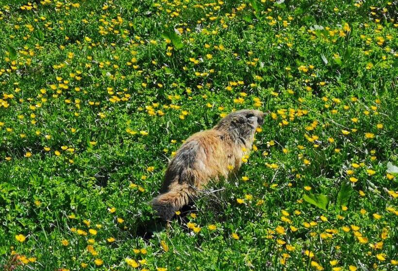 Bed and Breakfast Chalet Jardin D Angèle Chambres D Hôtes