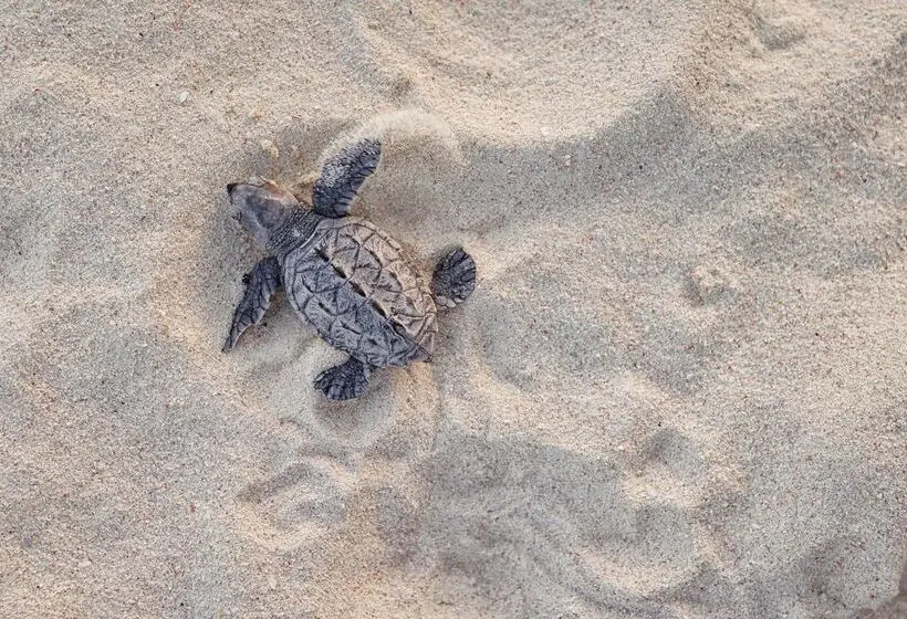 هتل Sandals Barbados All Inclusive Couples Only
