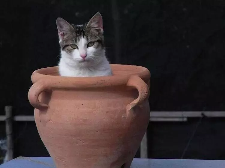 酒店 Casale Nunziatina