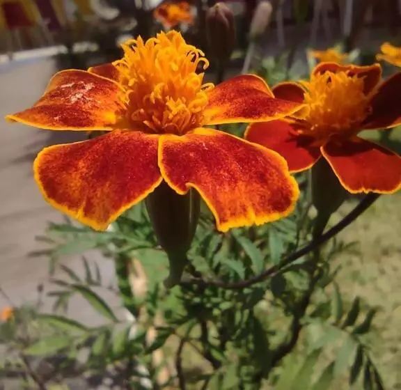 Hotelli Pousada Céu Azul