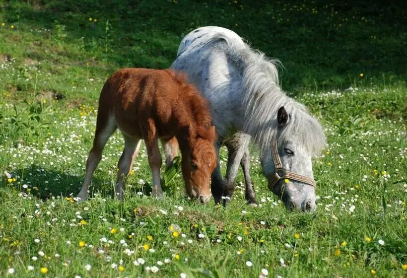 ペンション Ferienwohnung Hochsteinalm