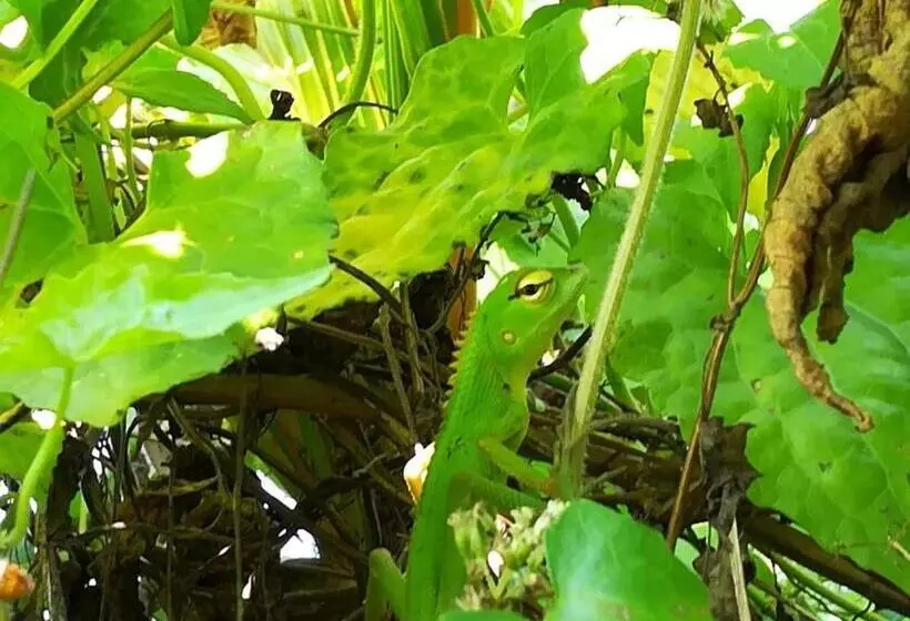 Aamiaismajoitus (B&B) Vivid Lanka