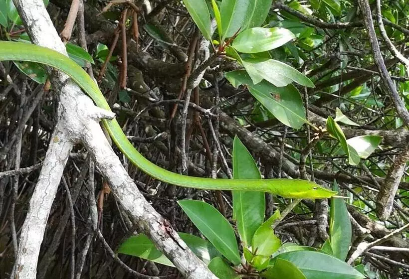 Aamiaismajoitus (B&B) Vivid Lanka