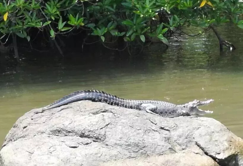 Aamiaismajoitus (B&B) Vivid Lanka