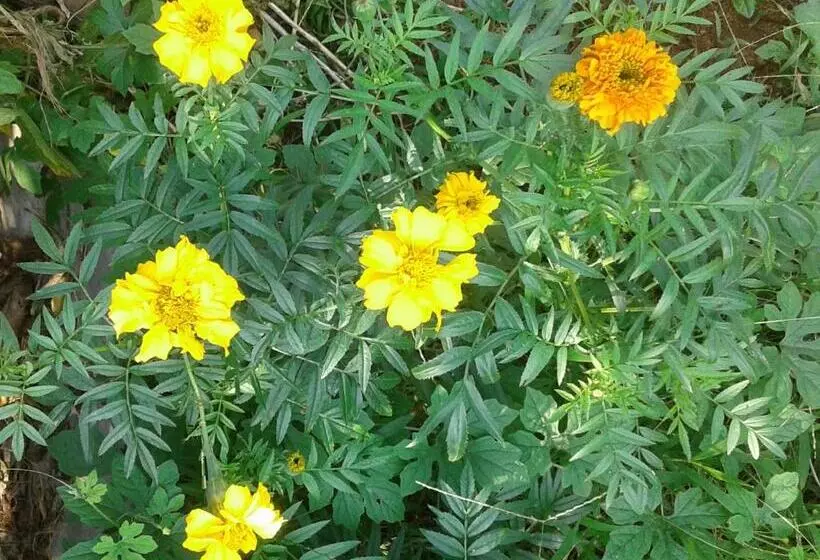 Aamiaismajoitus (B&B) Vivid Lanka