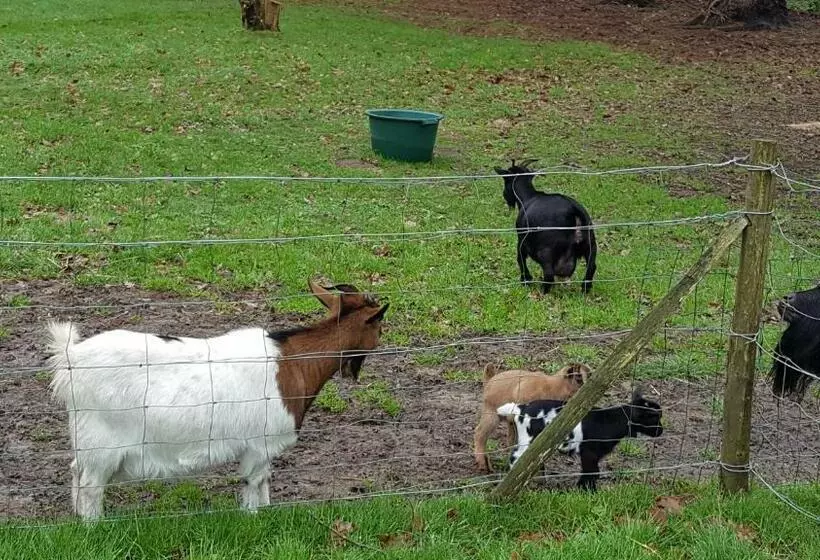 Aamiaismajoitus (B&B) Les Nymphéas