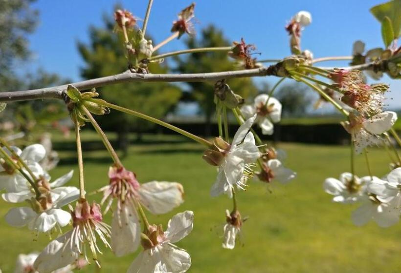 פנסיון Punta Aderci Rooms