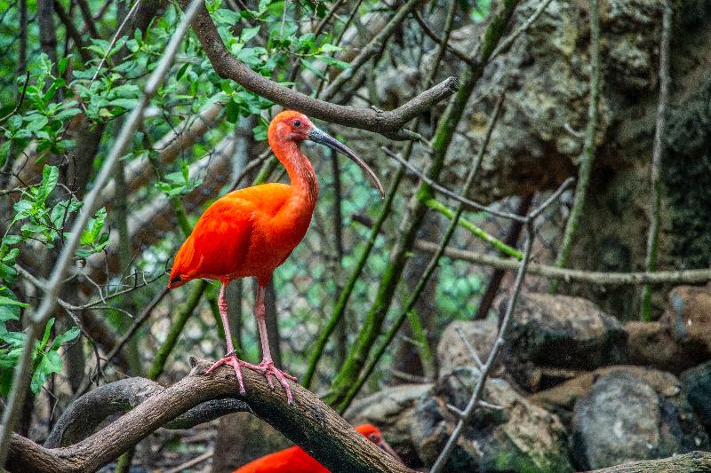 هتل Ghl Corales De Indias