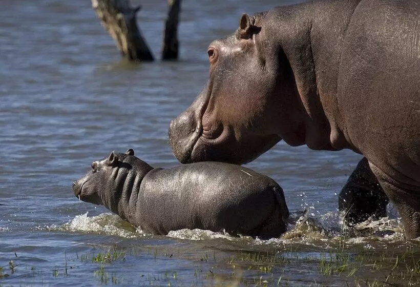 Отель Mjejane River Lodge