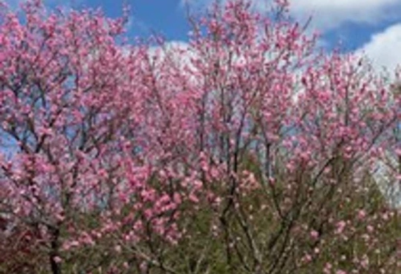 酒店 Yufuin Ryoan Wazanhou