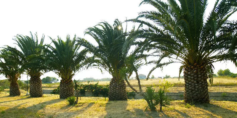 Sunny Studios & Apartments