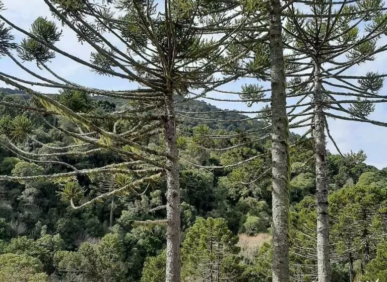 Retkeilymaja Pousada Rural Ipê Florido