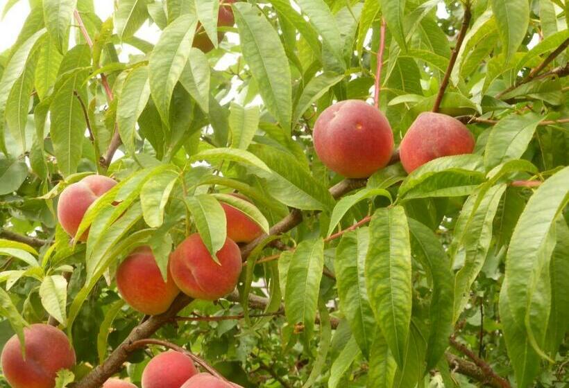 مبيت وإفطار De Zevende Zon