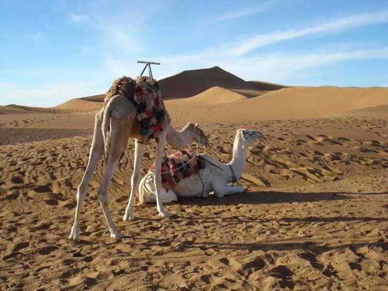هتل Bivouac Les Dunes De Tinfou