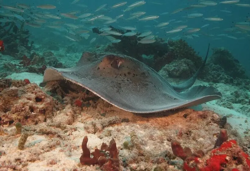 هتل JA Manafaru, Maldives