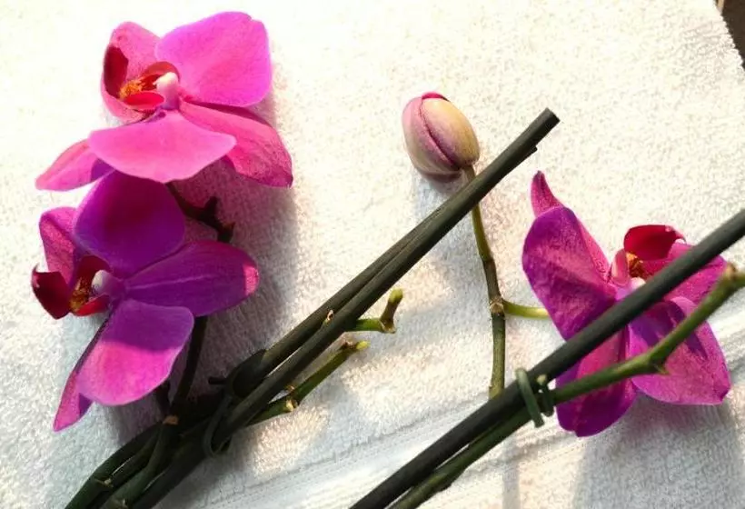 Vienna Inn Apartments